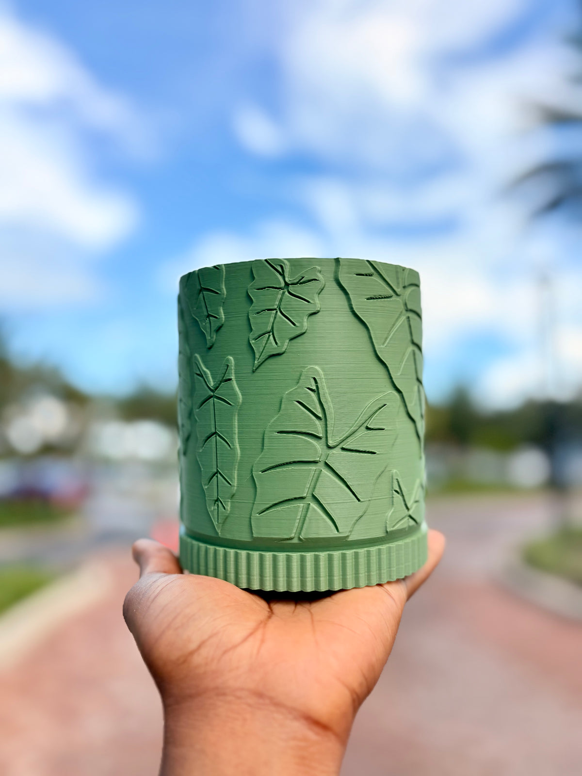 Alocasia Pot
