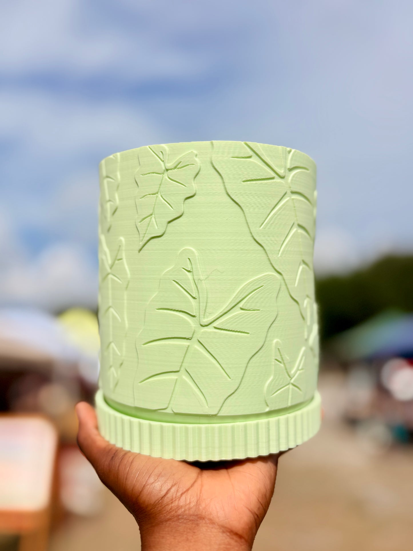 Alocasia Pot