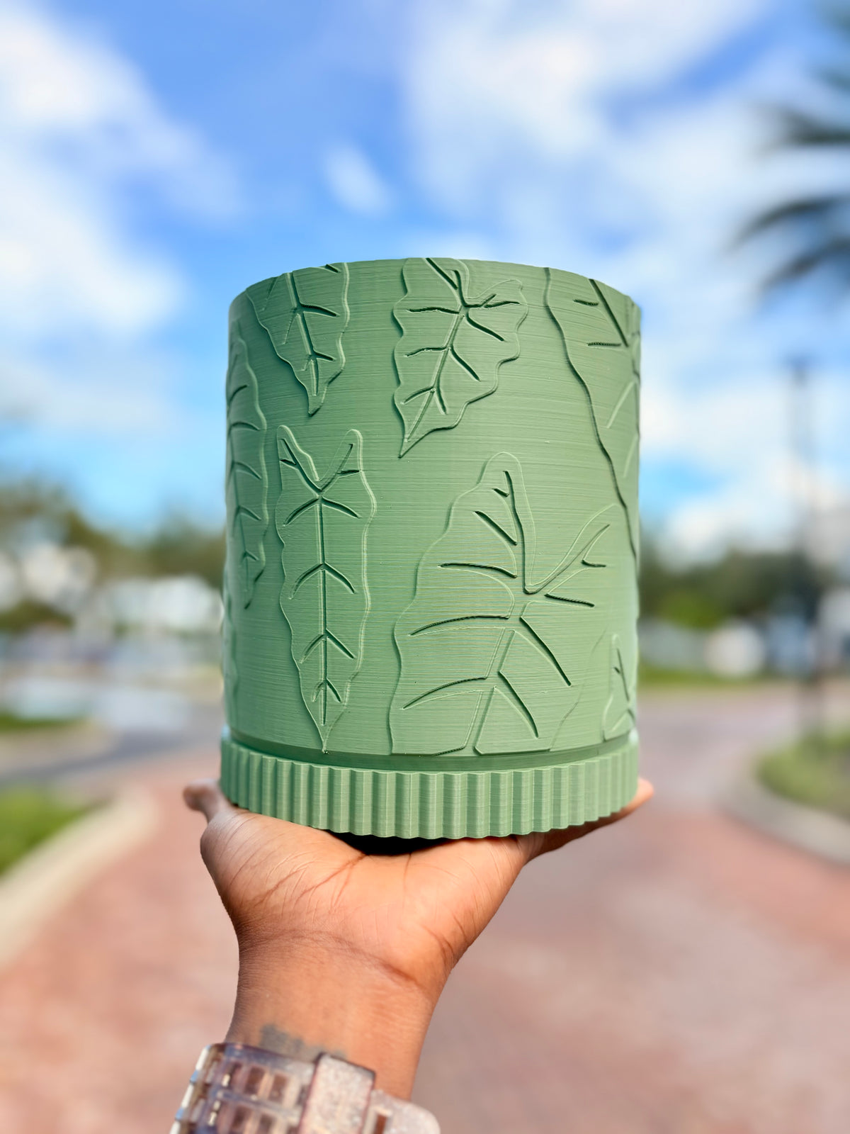 Alocasia Pot