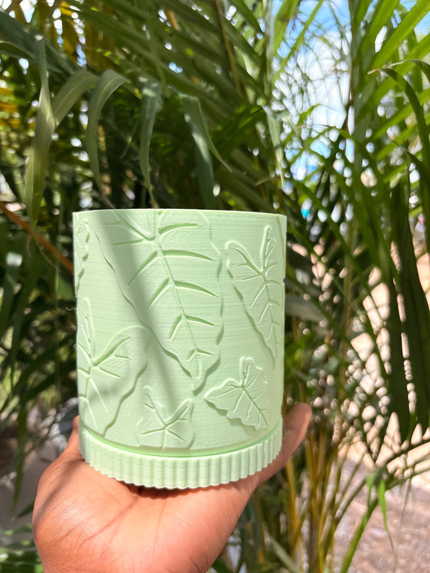 Alocasia Pot